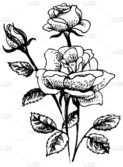 玫瑰。月季花花束的手绘插图