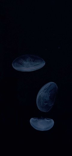 005UJ76vly1gx7jryb6itj30v91voq3s.jpg (1125×2436) _手机壁纸-风景_T2021129 