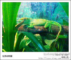 fishworm采集到动物貌似凶猛--北京动物