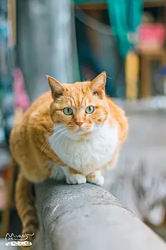 隆昌公寓表情包大橘子，了解一下 ​​​​