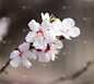 树上美丽的花朵。宏