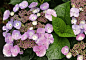 绣球图片_百度百科绣球（学名：Hydrangea macrophylla (Thunb.) Ser. ）又名八仙花、紫阳花，为虎耳草科绣球属植物。绣球花洁白丰满，大而美丽，其花色能红能蓝，令人悦目怡神，是常见的盆栽观赏花木。中国栽培绣球的时间较早，在明、清时代建造的江南园林中都栽有绣球。20世纪初建设的公园也离不开绣球的配植。现代公园和风景区都以成片栽植，形成景观。