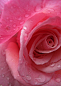 Raindrops on Roses