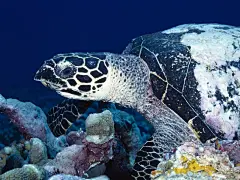 缤纷海底世界高清电脑壁纸桌面壁纸3