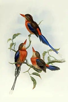 佛法僧目·翠鸟科·仙翡翠属：褐背仙翡翠