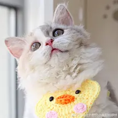 烧儿的表情包终于上线啦～ 
㊗️关键字搜索：铜锣烧妹妹
（：雄麻前来领掌声
希望从此刻起，大家能让烧儿做你们表情包里的女孩纸！！
（我们小雄总的比烧儿的还早3天申请，结果截至发稿时间仍然没有通过审核...大家不要急！会有的！早晚会通过 ​​​​...展开全文c