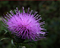 Photograph Thistle