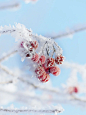 压着雪的红色果子1