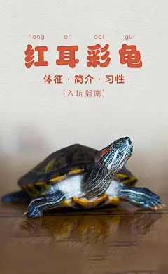 巴西龟知识-1
