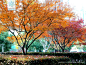 鸡爪槭 Acer palmatum Thunb. 中国植物图像库
