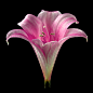 544)Belladonna Lily 2