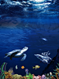 蓝色海底世界海报背景素材平面广告_新图网 https://ixintu.com 海底世界 海底 大海 海洋馆 海洋 旅游海报海底世界 旅游海报 旅行海报 外出旅游 海龟 海洋馆海报