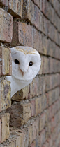 snowy owl | Amazing ✈ World