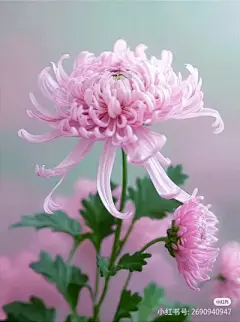 花草集 - 高清图片，堆糖，美图壁纸兴趣社区