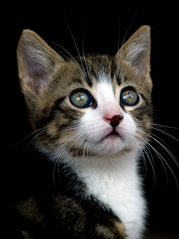 500px / CAT PORTRAIT...