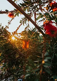 免费 ネマティタスカドラス, 喜怒無常, 城市 的 免费素材图片