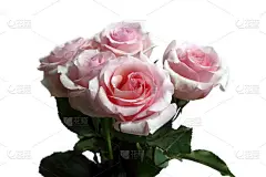 孤立在白色背景上的粉红色玫瑰。