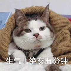 Terri-7采集到猫咪表情包呀