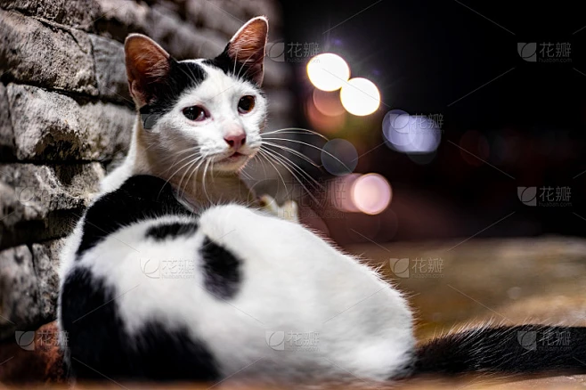 一只家养的猫好奇地看着相机，摆着姿势要拍照。