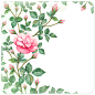 Watercolor rose flower : Watercolor rose illustrations. Seamless pattern and greeting card