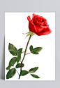 一朵红色玫瑰花|一朵,红色,玫瑰花,花瓣,漂浮元素
