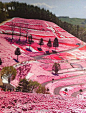 【全世界最粉嫩的赛道】北海道浪漫卡丁车场——它整个氛围都是少女般的粉色系。粉色的布景、粉色的花丛、粉色的漆制品