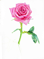 【彩铅花卉】粉玫瑰 1