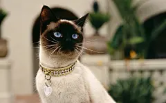 笔记本壁纸 萌猫壁纸 暹罗猫高清桌面壁纸下载