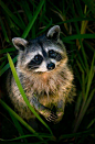 Cute little raccoon in the tall green grass. Nature Photography: 
