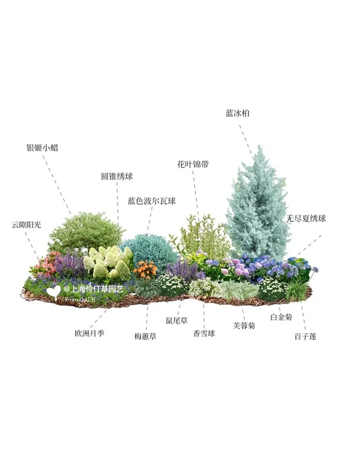 庭院景观设计施工 花镜植物搭配-伶仃草园艺-花瓣网