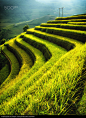 Rice fields on terraces in sunset at Mu Cang Chai, Yen Bai, Vietnam - stock photo