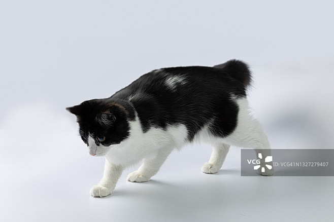 黑猫和白猫小心翼翼地向前走图片素材