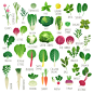 卡通扁平化食物蔬菜水果饮料食物图标背景设计AI矢量素材  (8)
