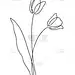 郁金香,春天,绘画插图,轮廓,符号,概念,花束,矢量,手,式样