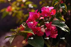 九重葛 花壁纸 粉红色的九重葛 粉红色的花朵 美丽的花朵 花朵