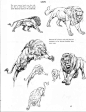 #绘画教程# #绘画参考#大型猫科动物的结构（图片均来自网络收集）