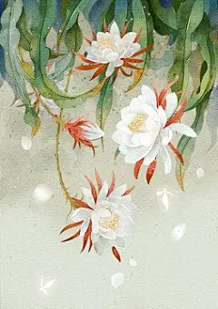 昙花插画_360图片