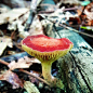 INS用户the_mushroom_ninja，又称蘑菇忍者，他的号专门发菌类，各种各样的菌类，不同样式和颜色，你们感受一下
