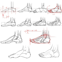 离早采集到脚部结构