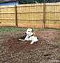 某网友家的狗呢..有个奇怪的爱好..他喜欢挖洞..然后挖完洞呢…他就坐进去，然后惬意地环顾四周。。。