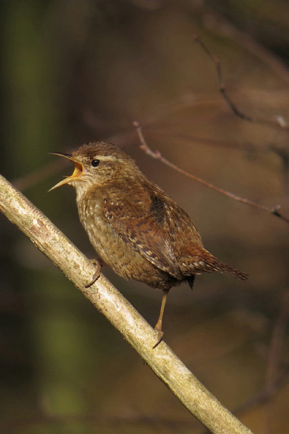 雀形目鹪鹩科鹪鹩属冬鹪鹩