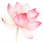 jasonsun1576_Watercolor_pink_lotus_flower_clip_art_white_backgr_363f6b4e-8f20-46e5-8151-8fc10513876c