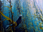 一只麻斑海豹漂浮在海藻森林中，这张梦幻般的照片拍摄于加利福尼亚州圣地亚哥的海岸附近。它在迈阿密大学海洋与大气科学学院举办的2013水下摄影大赛中，获得了最佳整体效果奖。这项比赛向所有的业余摄影爱好者们开放。