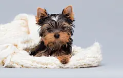 点击来源直接获取大图文件 |毯子中的有趣小狗在室内