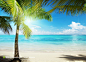 阳光明媚的沙滩椰树风景