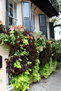 Sweet potato vines, coleus, varigated ivy, caladium - the best thing is that they are beautiful, and you don't have to worry about them blooming or not - and easy to grow: 