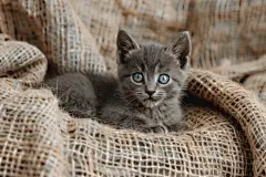 毛茸茸的卖萌小猫咪