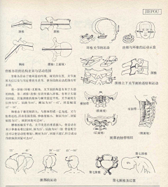 鱼兮子采集到艺用人体