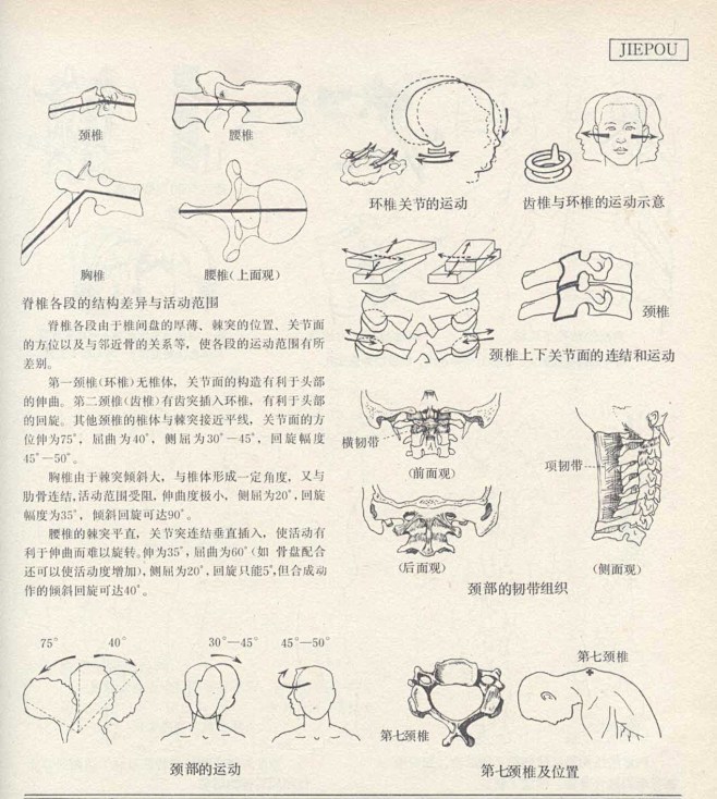 人体造型基础——人体局部解剖 - 水木白...