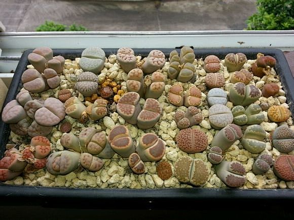生石花 屁股花 多肉植物
